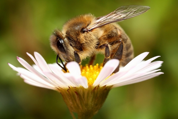 Какие нужды пищевые добавки для пчел?