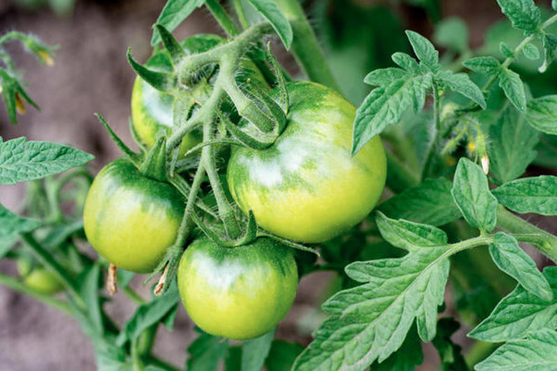 Как правильно засаливать зеленые томаты?