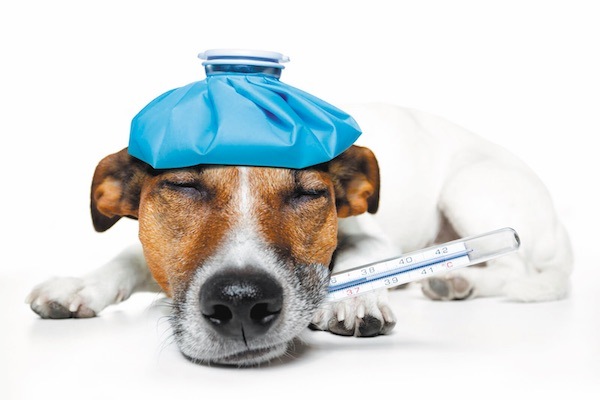 Как выбрать и где купить ветеринарный термометр