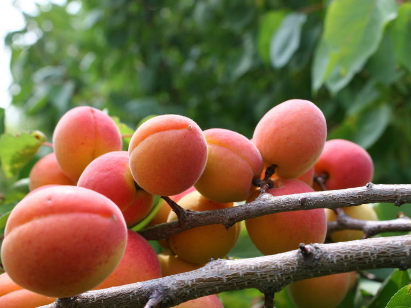 Какие сорта абрикоса рекомендуется выращивать на садовых участках