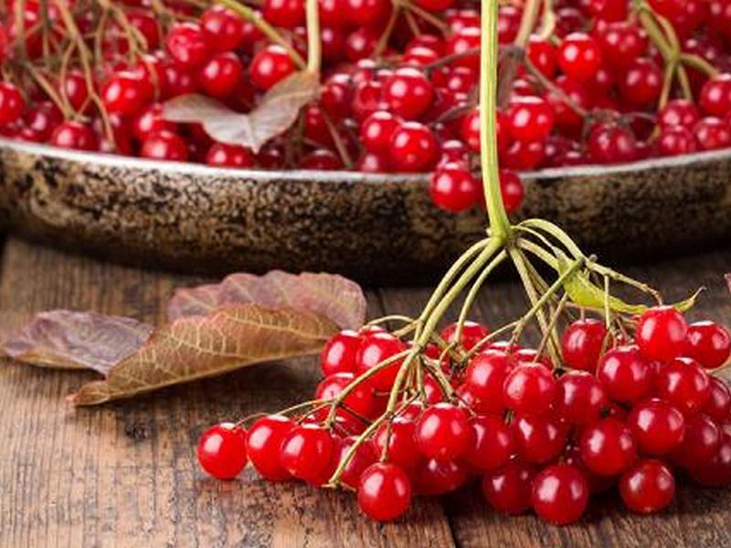 Какими полезными свойствами обладают ягоды калины?