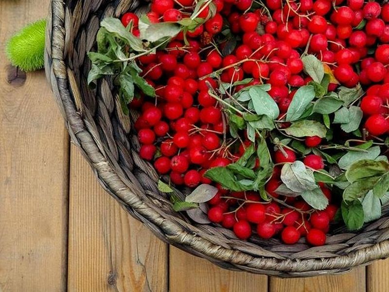 Как избавиться от горчинки в ягодах красной рябины?