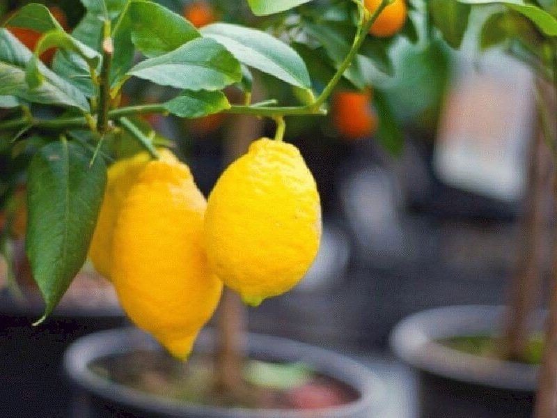 Какие сорта лимонов рекомендуется выращивать в комнатных условиях