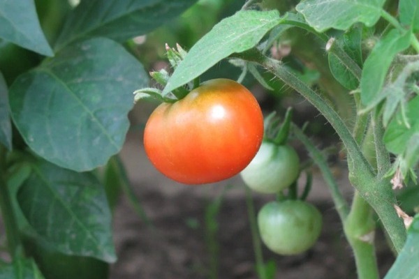 Формирование и фазы развития томатов