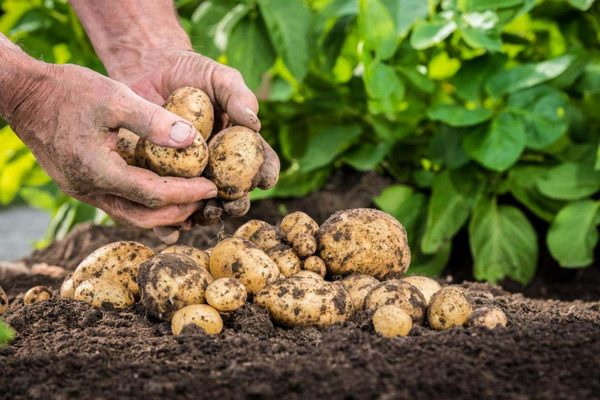 Современная агротехника выращивания картофеля