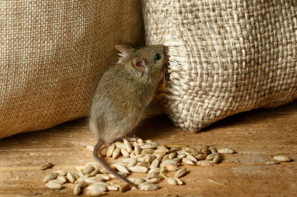 Как избавиться от мышей и крыс?