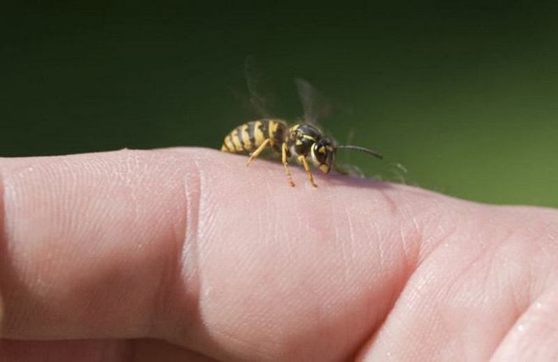Если укусила пчела или оса.Что делать