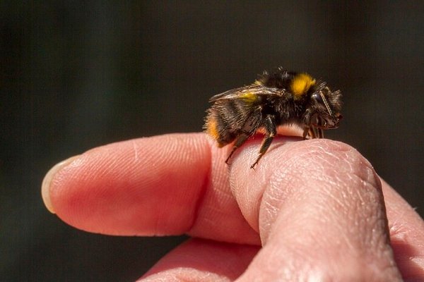 Что такое пчелиный яд?