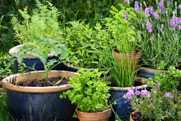 Какие растения помогут украсить сад?