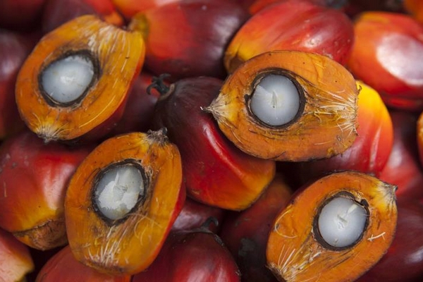 Пальмоядровое масло: польза и особенности пальмового стеарина