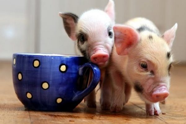 Карликовые свиньи мини-пиги - новый тренд
