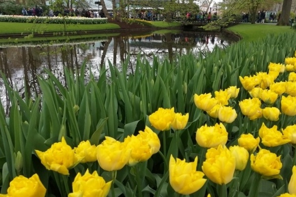 В Нидерландах для посетителей откроют парк цветов Кекенхоф