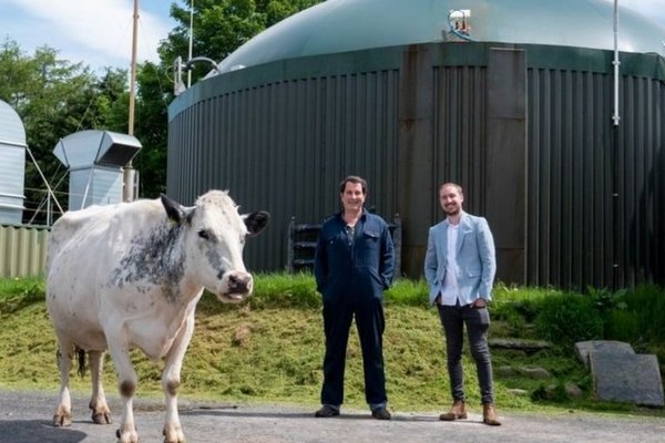 Коровы помогают британскому фермеру майнить Ethereum