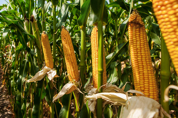 Як збільшити врожай кукурудзи. Поради агрономома