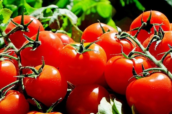 На что надо обратить внимание при выращивании томатов
