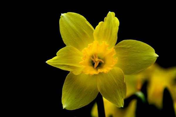 Нарцисс. Особенности выращивания цветка
