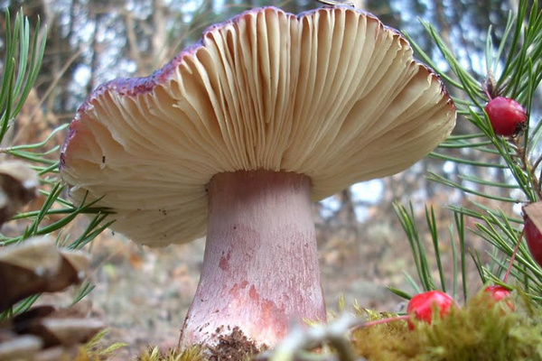 Несъедобные и ядовитые грибы : Как их распознать