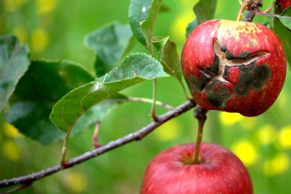 Чем обработать яблони весной для защиты от грибковых заболеваний?