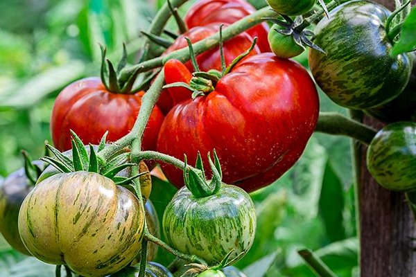 Как перерабатывают томаты?