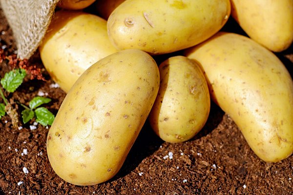 Как хранить картофель дома без холодильника: будет лежать месяцами