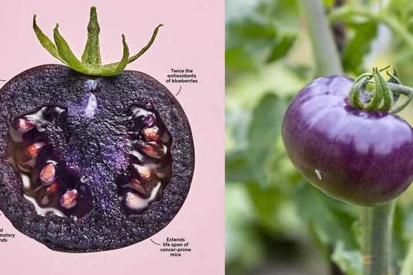 В США разрешили есть фиолетовый ГМО-помидор: в чем его особенность