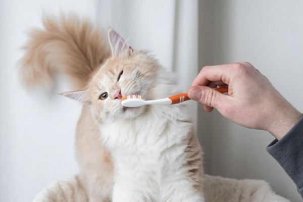Нужно ли чистить зубы котам и собакам?