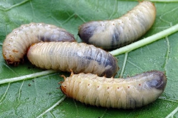 Как бороться с личинкой майского жука без химии: действенные народные методы