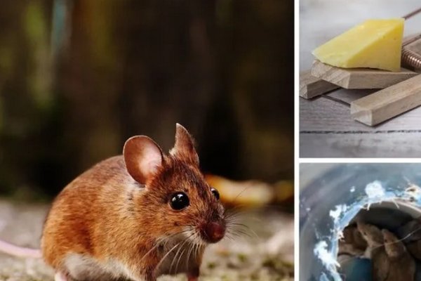 Как избавиться от мышей дома: пять проверенных способов