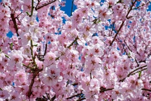 Аллергия на цветение деревьев – как уберечься от тяжелых симптомов