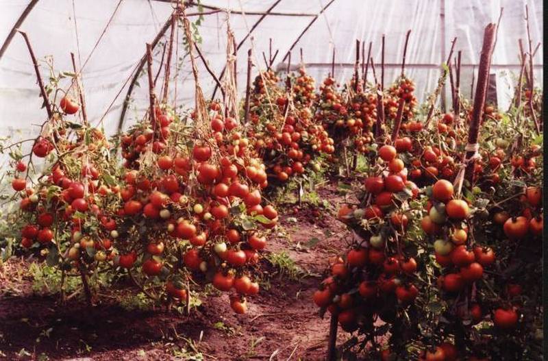 Для большого урожая помидор применяем йод