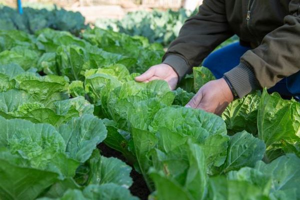 5 натуральных средств, которые уничтожат любого вредителя на капусте: шпаргалка для огородников