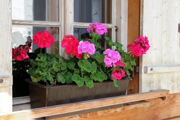 8 растений-оберегов, которые защитят ваш дом и семью от дурного глаза