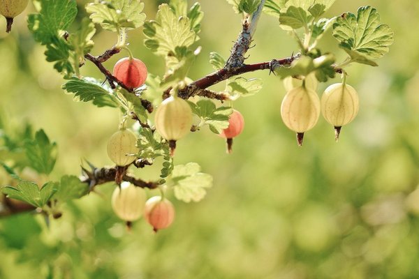 Семь рецептов: что приготовить из крыжовника на зиму