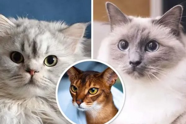 Пять добрых и нежных пород кошек, которые принесут душевное спокойствие
