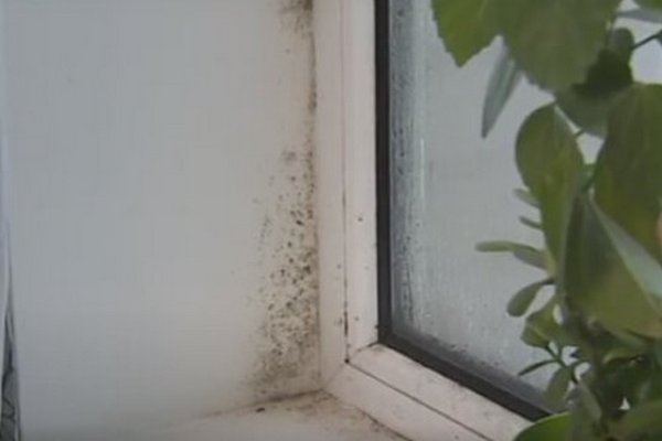 Что делать, если на окнах и подоконниках появился черный грибок: эффективные методы борьбы