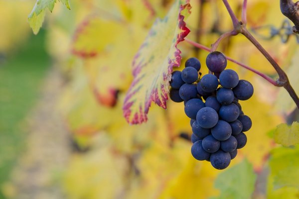 Как подготовить виноград к зиме: обрезка, обработка и правильное укрытие лозы