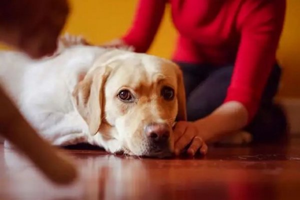 Станьте лучшей версией себя: 10 причин завести собаку