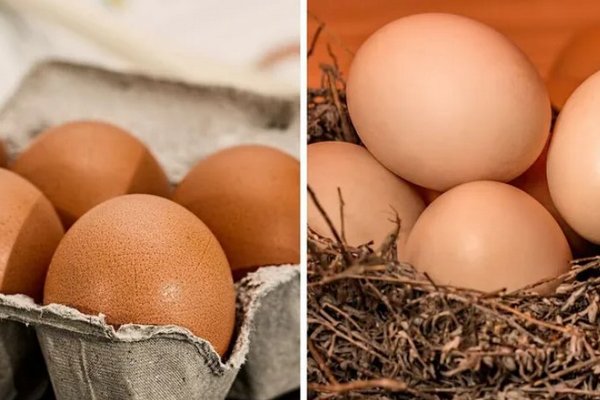 Яйца будут свежими 60 дней: эксперты поделились секретом