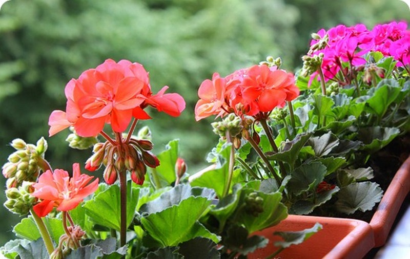 Посадите у себя в доме цветок герани