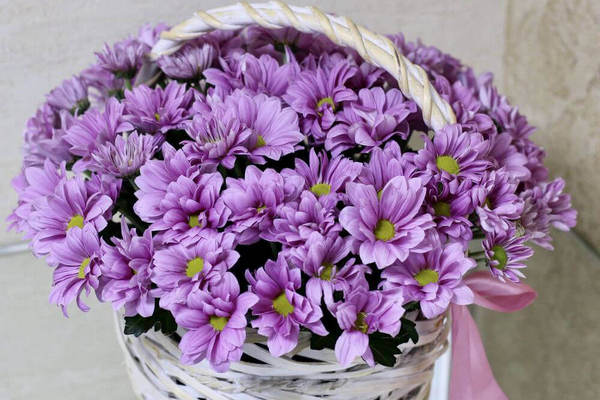 Букеты из хризантем и букеты в корзине: утонченная красота и элегантность с доставкой