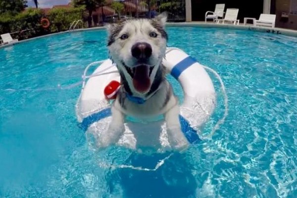 4 совета по безопасности: как научить собаку плавать в бассейне