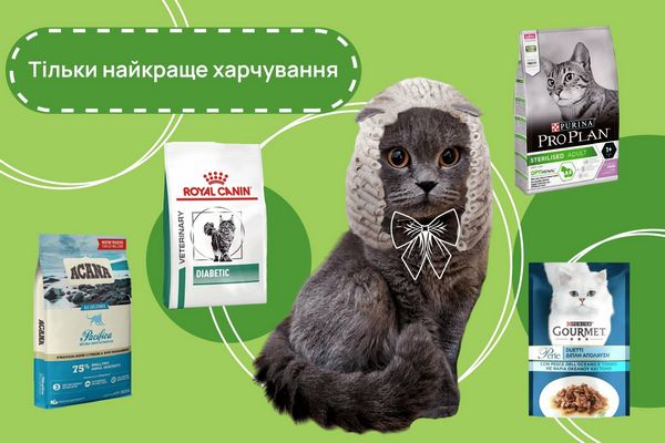 Експертні поради щодо вибору корму для котів на MyPetsi