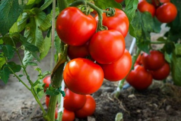 Хотите собрать щедрый урожай томатов, обязательно замочите в этом копеечном растворе семена