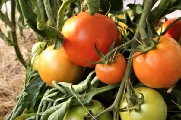 Как правильно обрезать помидоры для получения большого урожая: хитрость, о которой знают не все