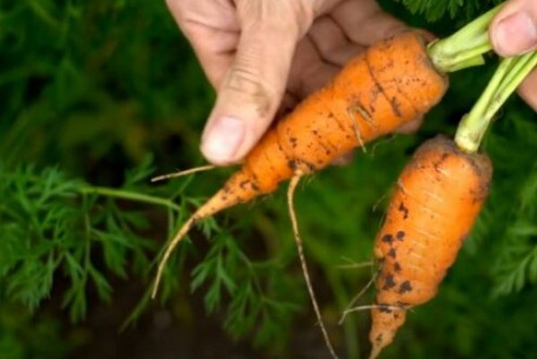Как посеять морковь, чтобы не прореживать: два действенных метода для большого урожая