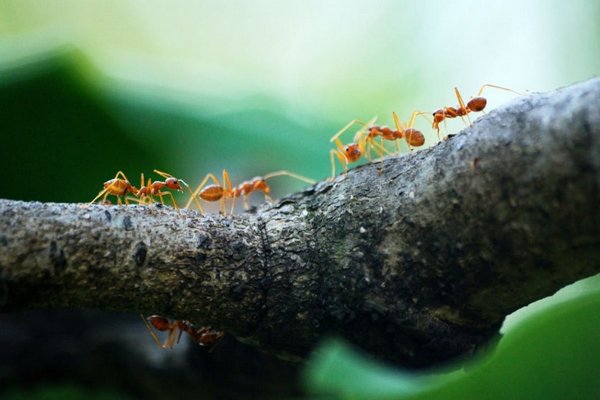 Защищаем сад от вредителей с помощью скотча – за 5 минут муравьи покинут фруктовые деревья
