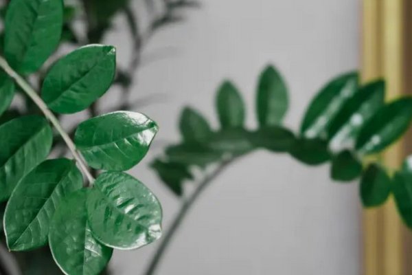 Замиокулькас покроется новыми листьями: поможет хитрый прием для корней