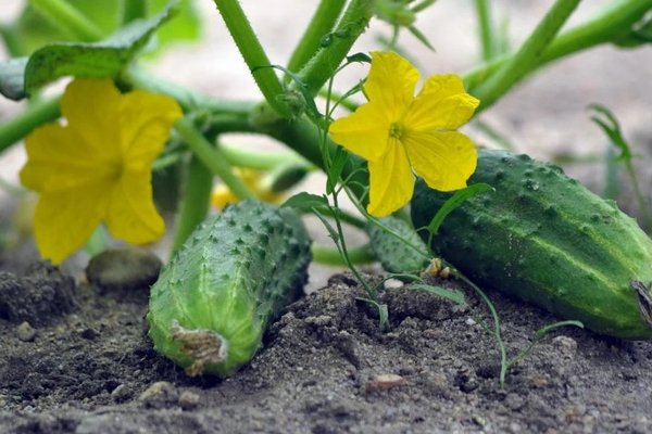 Когда и как посадить огурцы, чтобы был хороший урожай: советы огородникам
