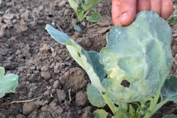 Хуже колорадского жука: как спасти капусту от белокрылки