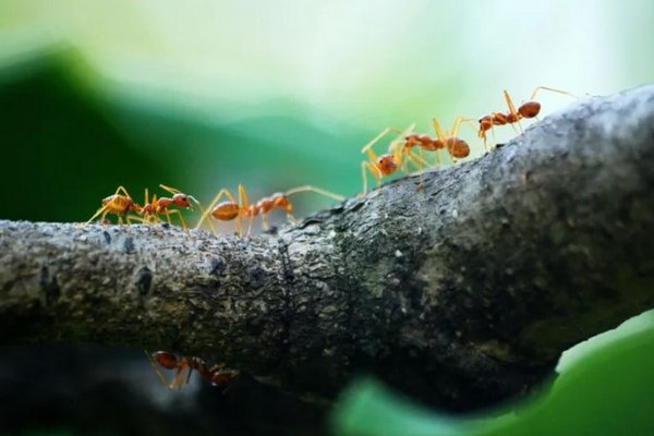 Как эффективно отпугнуть муравьев: действенные способы, о которых вы еще не слышали